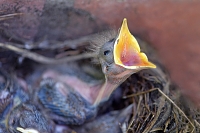 jonge merels 6-2016 1585